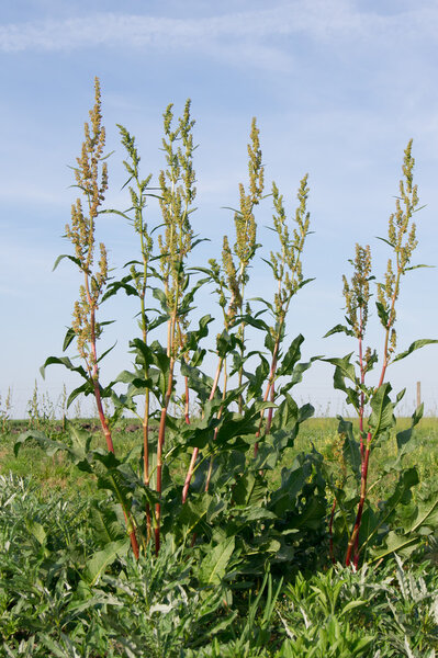 Meadow dock (Rumex obtusifolius L.)