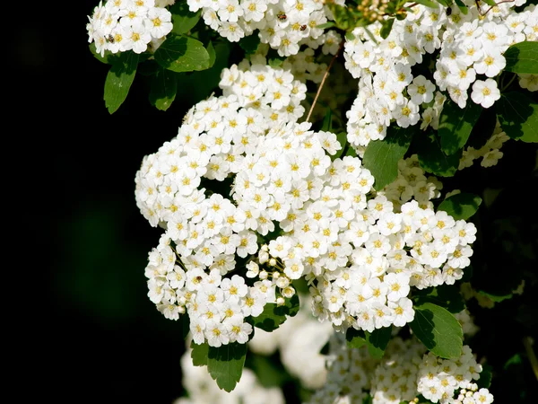 Obyčejné tavolník (Spiraea x Vanhoutte) — Stock fotografie