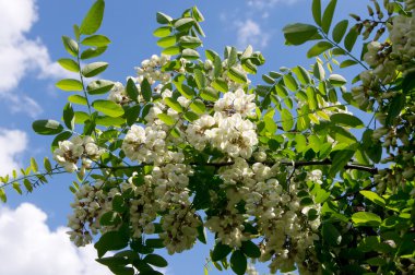 Siyah akasya (Robinia pseudoacacia)