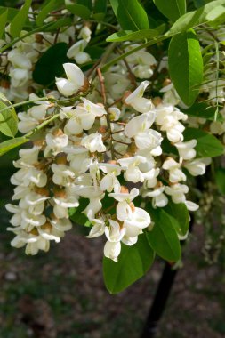 Siyah akasya (Robinia pseudoacacia)