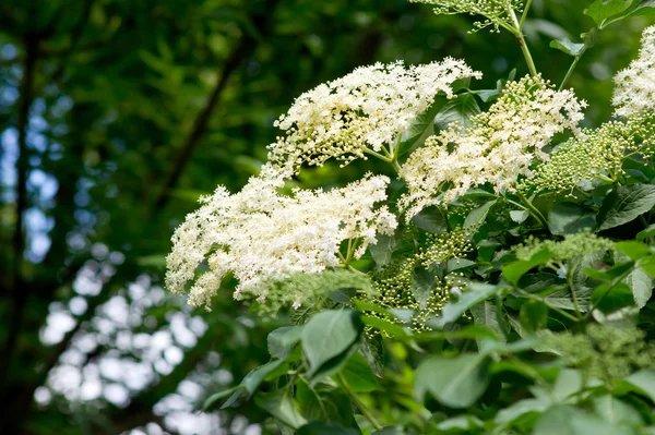 Květu bezu černého (Sambucus nigra). — Stock fotografie