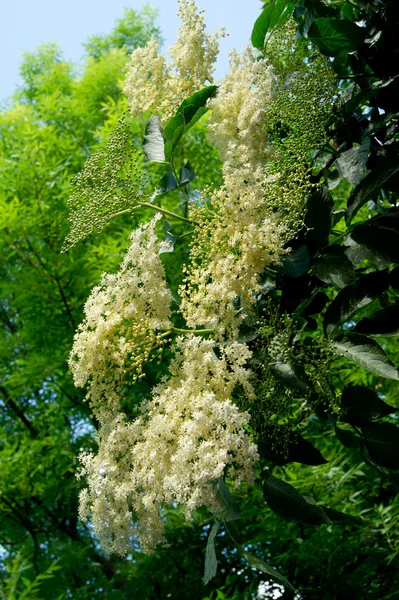 Цветок бузины (Sambucus nigra) . — стоковое фото