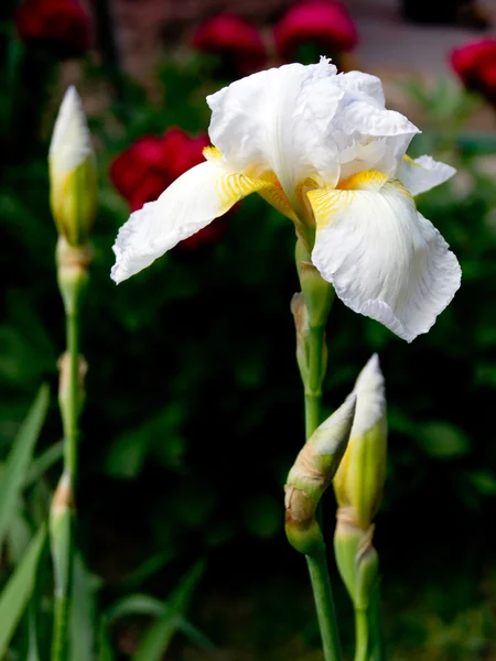 Iris blanco (Iridaceae ) —  Fotos de Stock