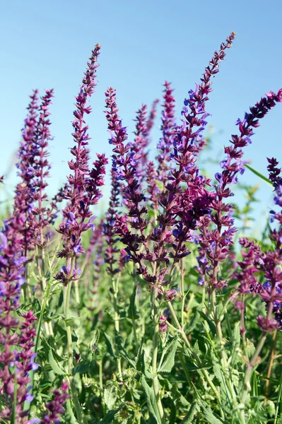 Veldsalie (Salvia pratensis) — Stockfoto