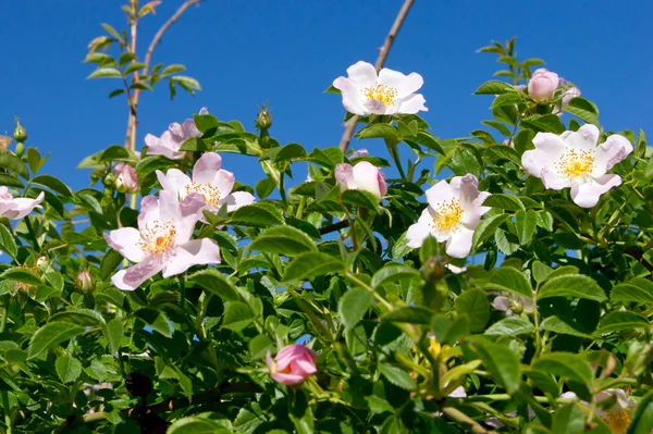 Krzak dzikiej róży (Rosa Canina). — Zdjęcie stockowe