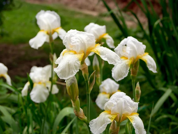 ホワイト Iris (アヤメ科) — ストック写真