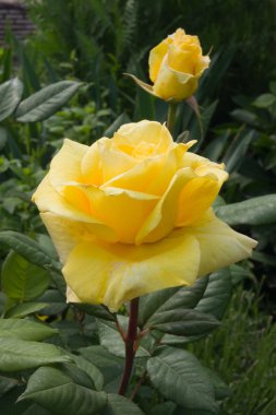 Sarı yağmur altında