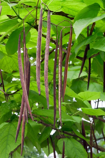 The cigar tree (Catalpa bignonioides) — Stock Photo, Image