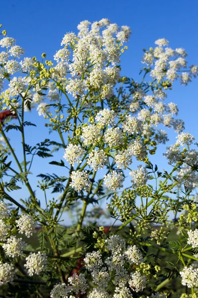 독 당근 (Conium maculatum) — 스톡 사진