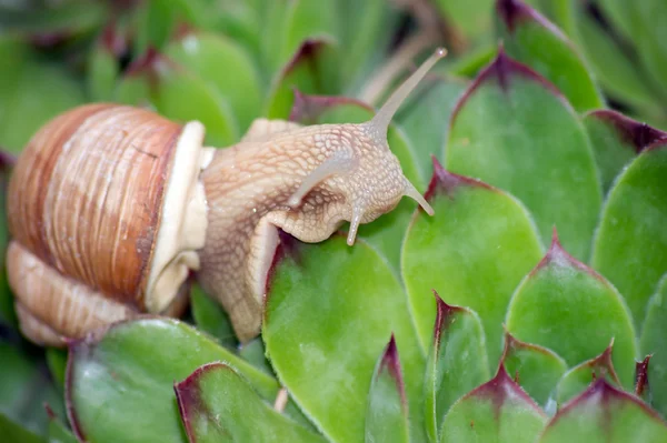 Sniglar (Helix pomatia) — Stockfoto