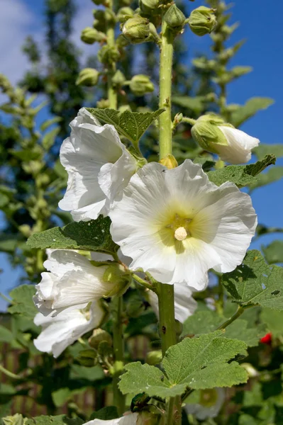 Malva arbustiva (Hibiscus syriacus ) — Foto Stock