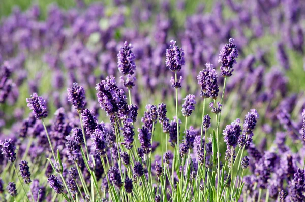 Gemensamma lavendel (Lavandula angustifolia) — Stockfoto