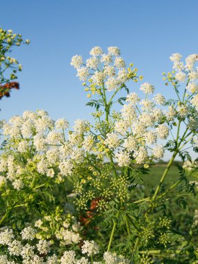 Baldıran otu (Conium maculatum)
