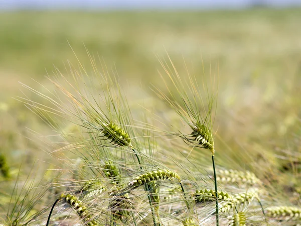 The winter barley — Stock Photo, Image