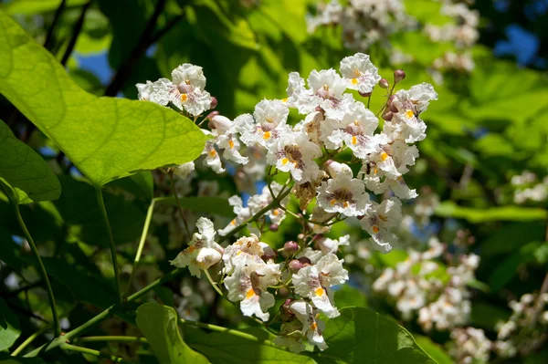 Puro ağaç (Katalpa bignonioides) çiçek — Stok fotoğraf
