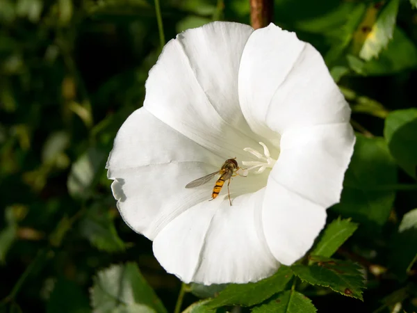 Στα (Convolvulus φύλλα του φυτού) — Φωτογραφία Αρχείου