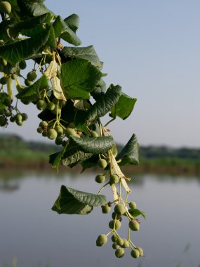 Tilia cordata (Tilia cordata) fruits