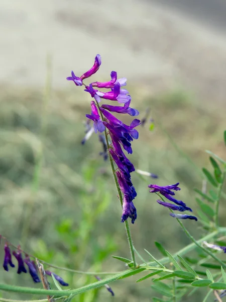 Veccia primaverile (Vicia sativa L .) — Foto Stock