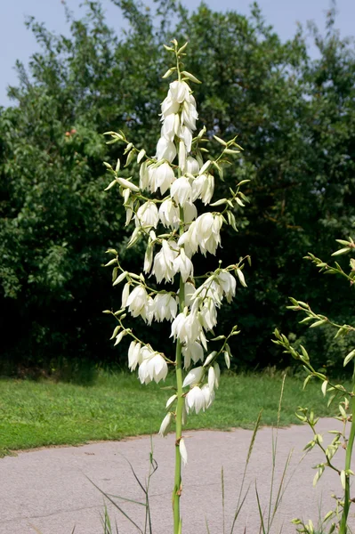 Yucca (yucca filamentosa) ) — Photo