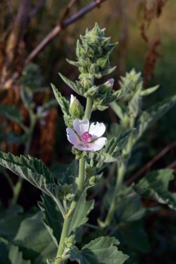 Hatmi (Althaea officinalis).