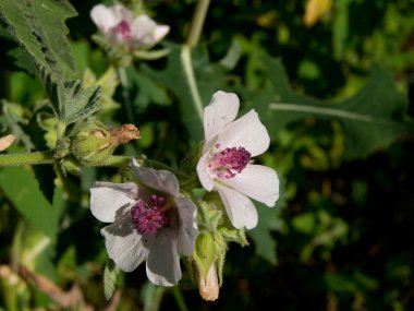 Hatmi (Althaea officinalis).
