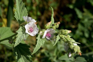 Hatmi (Althaea officinalis).