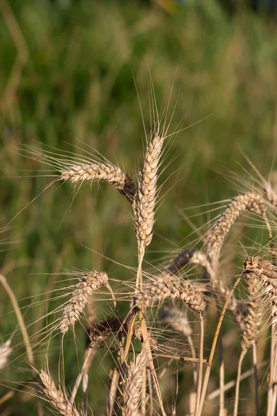 Wheat (Triticum aestivum L.) — Stock Photo, Image