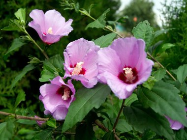 Funda Mallow (Hibiscus syriacus)