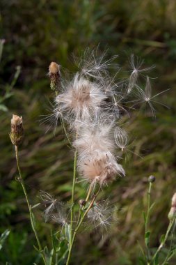  Kanada devedikeni (Cirsium arvense)