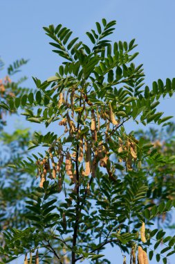 siyah akasya (Robinia pseudoacacia) çekirdek