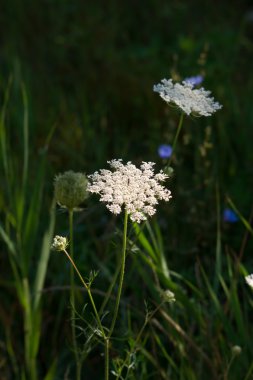Civanperçemi (Achillea collina)