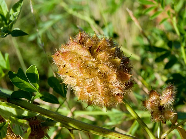 Licorice (Glycyrrhiza glabra) — Stock Photo, Image