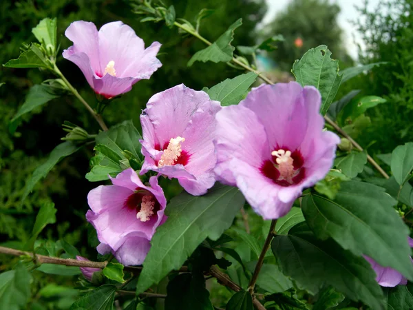 Malva arbustiva (Hibiscus syriacus ) —  Fotos de Stock