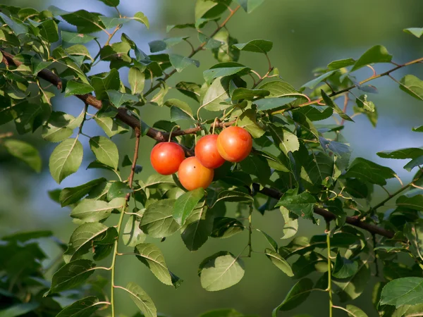 Die grünen Pflaumen. — Stockfoto