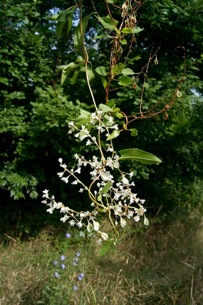 Clematis chino (Fallopia Aubertin ) — Foto de Stock