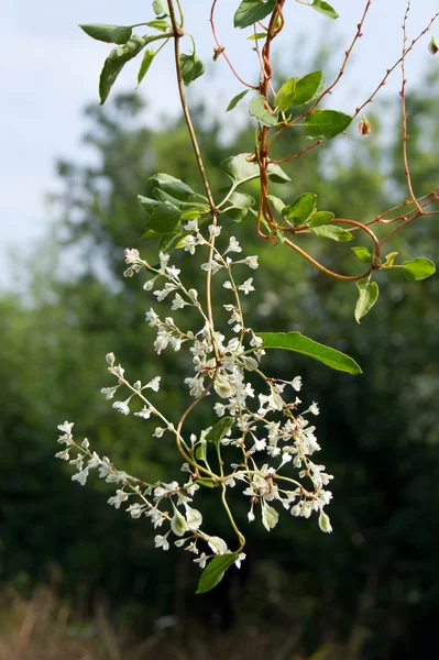 중국 클레 마티스 (Fallopia Aubertin) — 스톡 사진