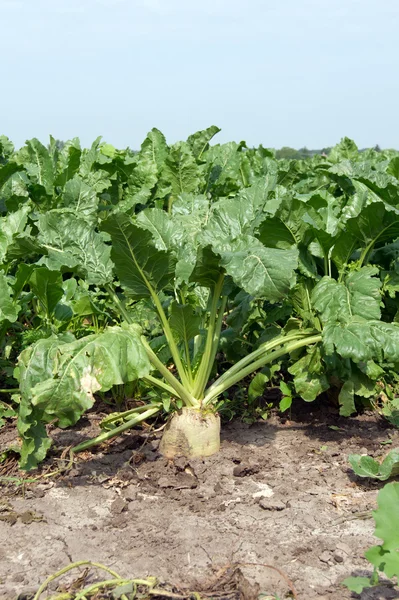 Bieten (Beta vulgaris) Rechtenvrije Stockafbeeldingen