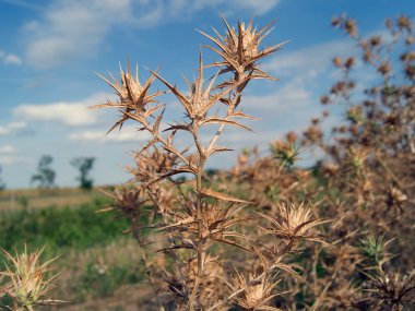 Alan thistle (Eryngium campestre)