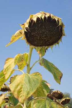 Ayçiçeği (Helianthus annuus)