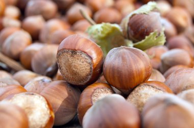 Avrupa fındık (Corylus avellana)