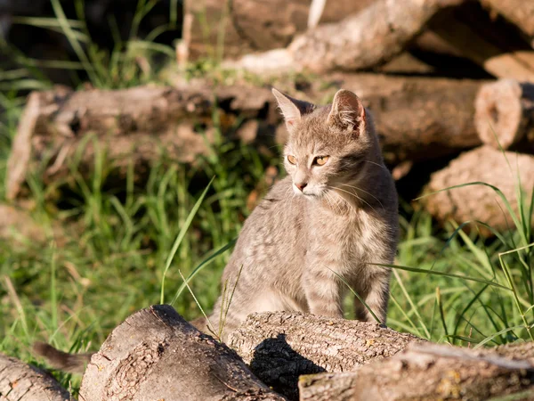 I gatti domestici — Foto Stock