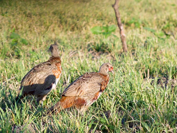 Pheasants in the field. — Stock Photo, Image