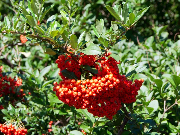 Tűz Thorn (Pyracantha csészegomba) — Stock Fotó