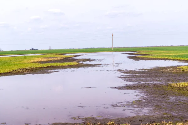 Lot Rainwater Floods Field Sowing — Stockfoto