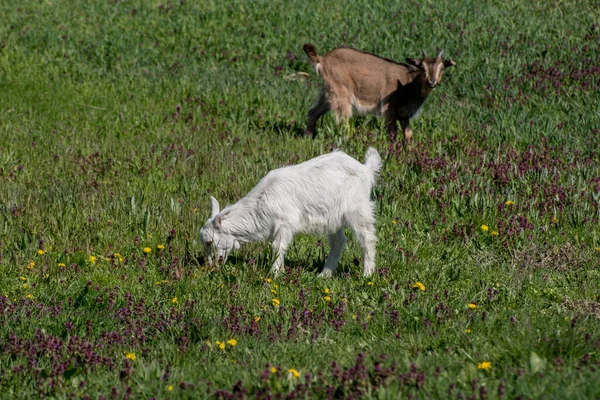 Seekor Kambing Muda Halaman Melompat — Stok Foto