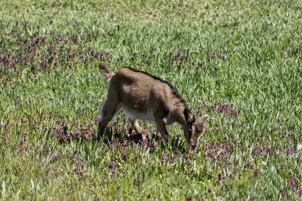 Seekor Kambing Muda Halaman Melompat — Stok Foto