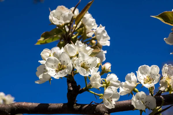 Manzana Pyrus Primeros Brotes Flores Primavera Ciruela Silvestre — Foto de Stock