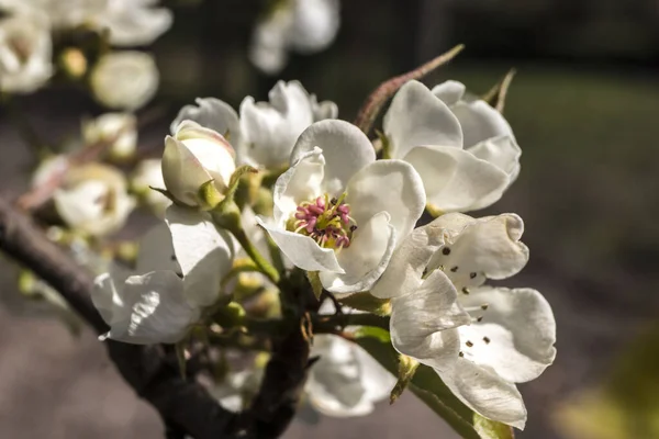 Manzana Pyrus Primeros Brotes Flores Primavera Ciruela Silvestre — Foto de Stock