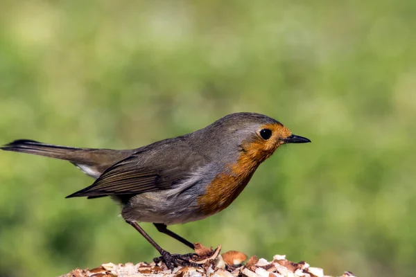 Robin Erithacus Rubecula Feeding Birds Winter Animal Snow — Fotografia de Stock