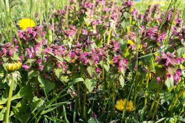 Kırmızı ölü ısırgan otu (Lamium purpureum) tıbbi ot.